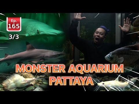 Monster Aquarium Pattaya - เพื่อนรักสัตว์เอ้ย EP.165 3/3