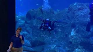 Aquarium Diver Q&A