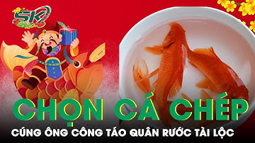 Cách Chọn Và Thời Gian Thả Cá Chép Cúng Ông Công Ông Táo Rước Tài Lộc | SKĐS