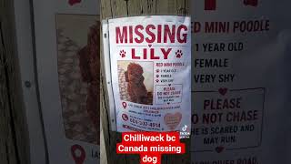 Missing dog in chilliwack bc Canada sings Billy squire lonely is the night#rockstarenergy