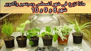 ماذا نزرع من النباتات فى شهر أغسطس وسبتمبر واكتوبر ...شهر 8 و 9 و 10 ..