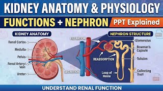Kidney Anatomy & Physiology in Hindi | Functions Of Kidney + Nephron | PPT Notes