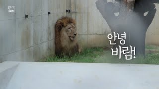 [풀버전] 안녕 바람! #갈비사자 구출 한달 후 근황 KBS 20230823