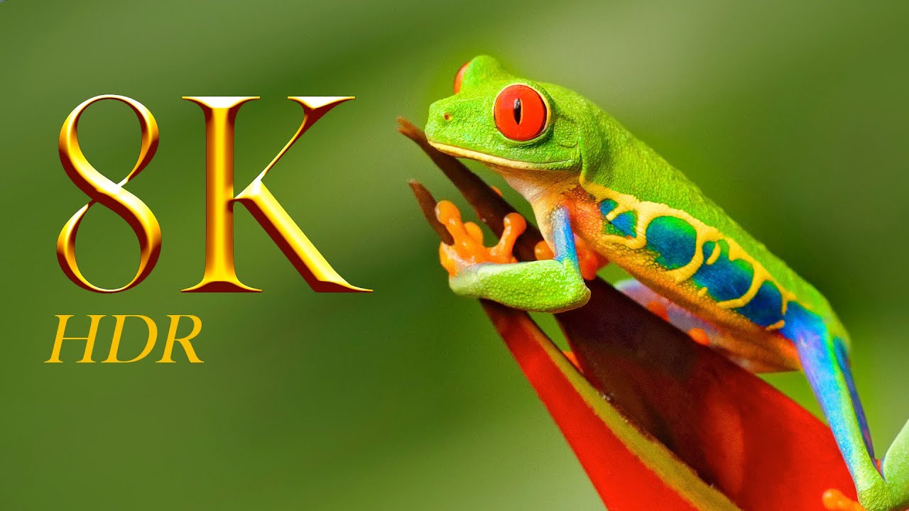 Collection of Amazing Animals 8K ULTRA HD 60FPS - YouTube