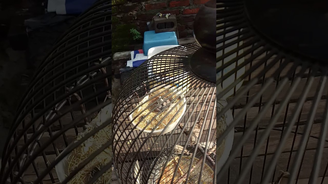 Ternak burung sanger sangkar gantung 