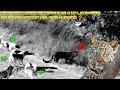 5 PERROS PASTORES VS L3OPARDO PERSA (PERROS INTIMIDAN A LEOPARDO ?) (LEOPARD Night Hunter vs DOGS)