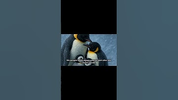 a story about a penguin family that is happy and full of love#animals #funny #kidsvideo #