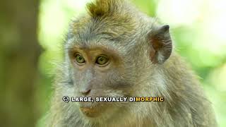 Mandrill Sensory Adaptation Explained: Navigating Without Sight