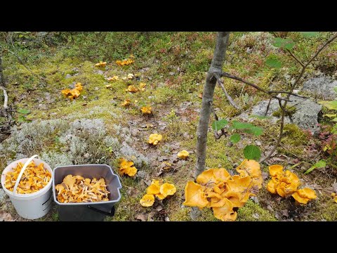 After work, I was collecting yellow mushrooms. There were large groups of yellow mushrooms all ov... After work, I was collecting yellow mushrooms. There were large groups of yellow mushrooms all ov...