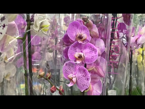 Прекрасные ОРХИДЕИ в Леруа Мерлен на пр. Испытателей (СПБ).