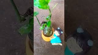 Home decor #Plant #design #Idea #nature #simple #art #diy #craft #magic