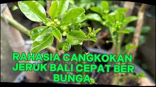 INI RAHASIA AGAR CANGKOKAN JERUK BALI CEPAT BERBUNGA DAN BERBUAH