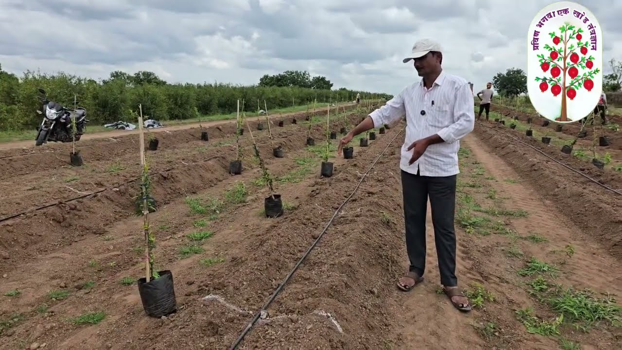 प्रवीण डाळिंब एक खोड तंत्रज्ञान रोप लागवड