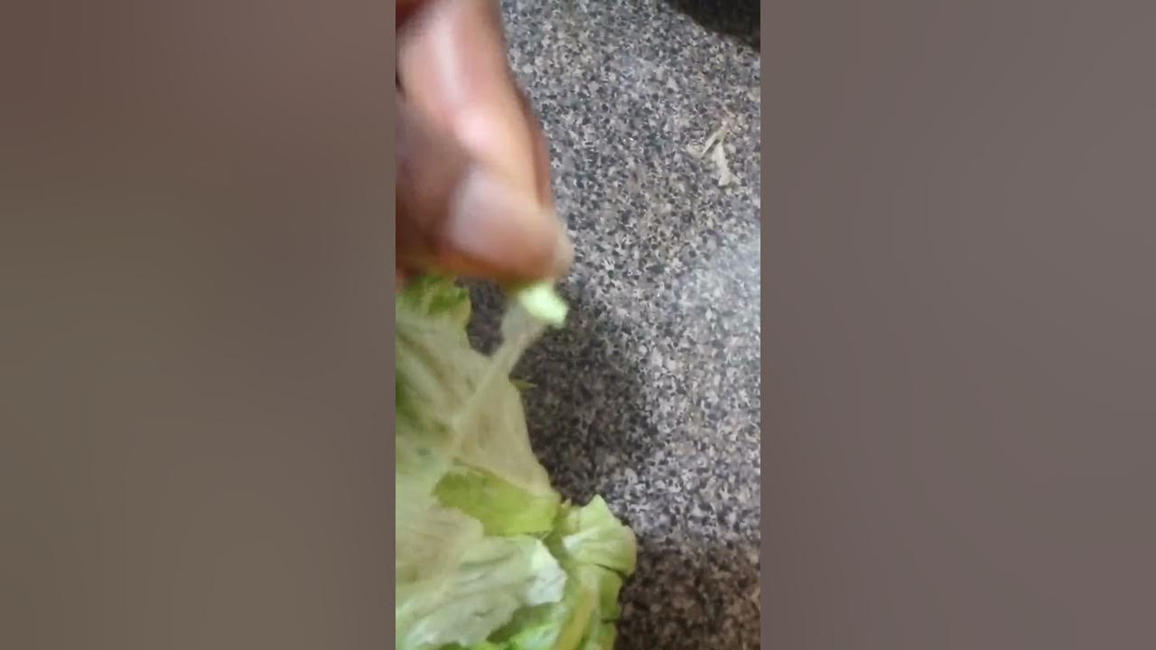 Plastic Lettuce purchased at WalMart YouTube