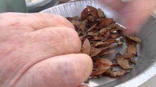 Big Leaf Maple seeds
