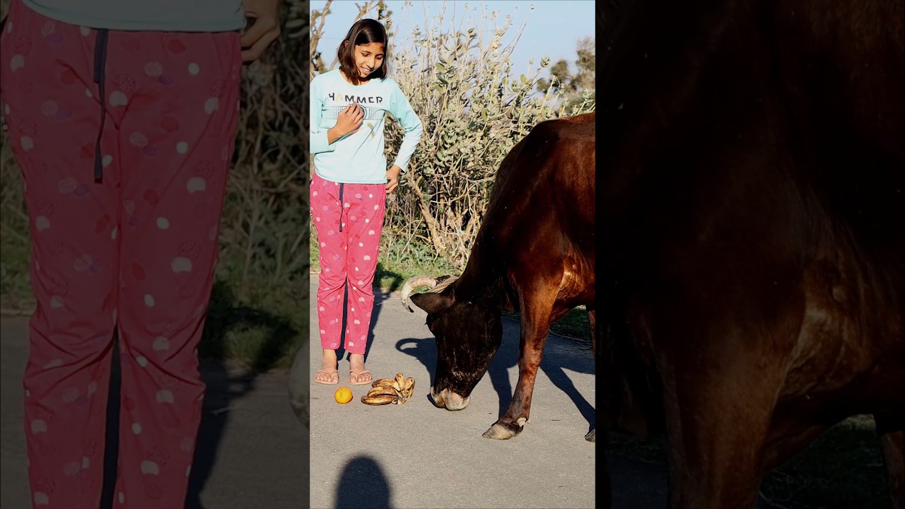 fed orange banana to cow🐄 