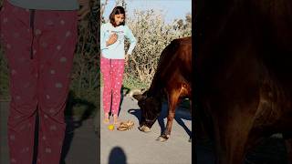 fed orange banana to cow🐄 #shorts #cow #fruit