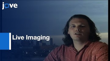 Preparation: Developing & Adult Drosophila Brains/Retinae For Live Imaging l Protocol Preview