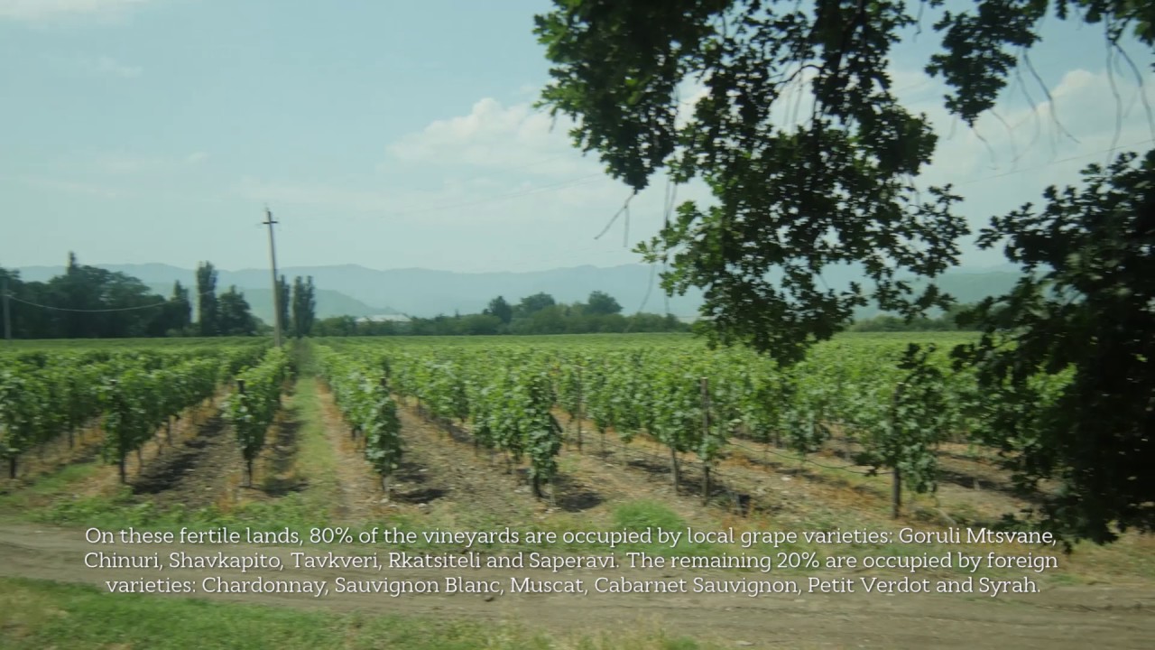 Château Mukhrani | Estate