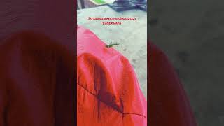 Isithwalambizapraying Mantis ancientancestors