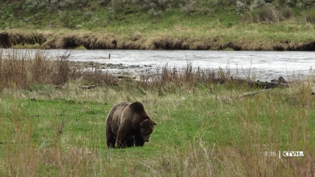 grizzly-bears-showing-up-in-more-areas-across-montana-mtn-outdoors