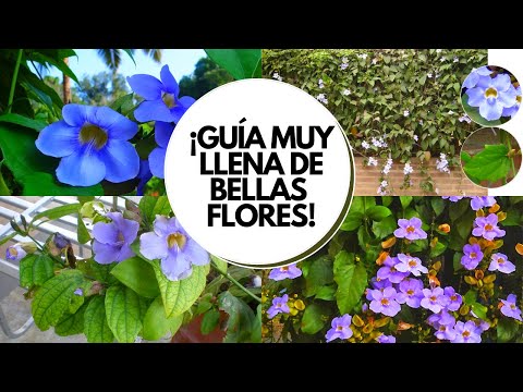 Video: ¿Qué es Hardenbergia? Información y cuidado de la enredadera lila morada en los jardines