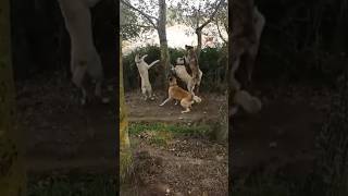 Kurtçu Çapar Kangallar Neden Uçuyor?