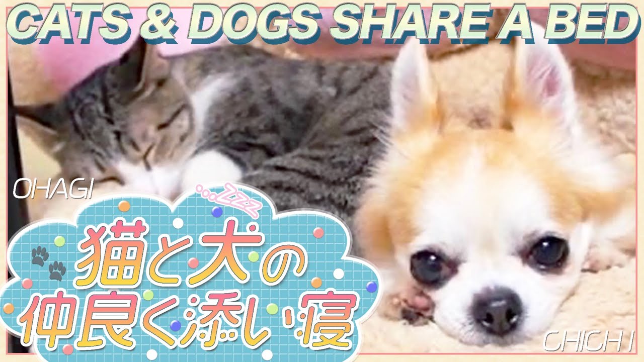 猫と犬の仲良く添い寝 Youtube