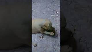 Download Lagu thenga pothichittum kalip marunnillallo #music #cover #song #malayalamshorts #comedy MP3