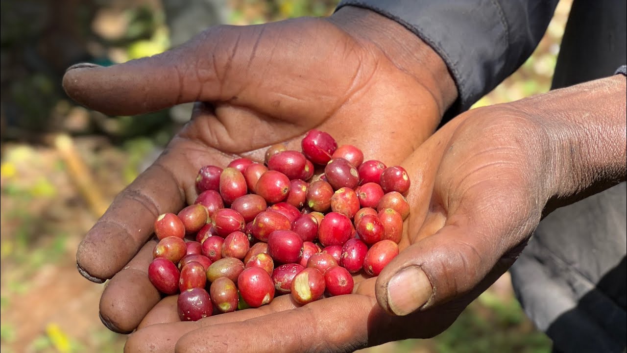 Ethiopian coffee Harvest 2024 Heleph coffee