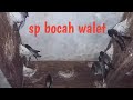 Suara Panggil Walet Bocah Walet Denny Welliam Mp3 - Mp4 Download