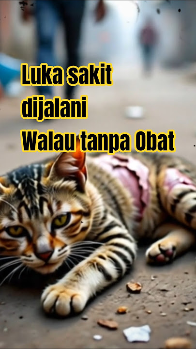 kucing selalu menahan Rasa sakit dan lapar