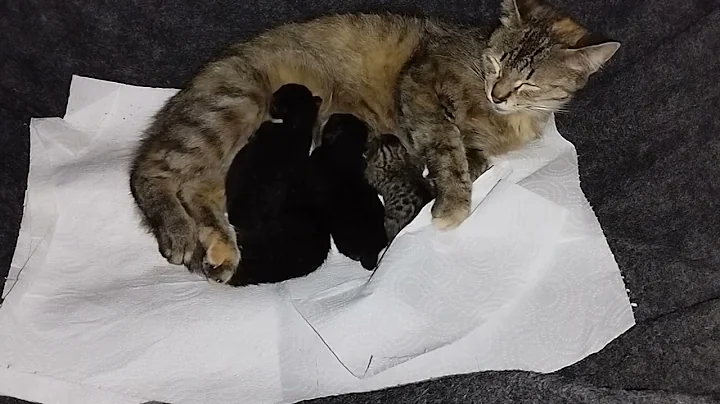 Watch the video about Mom cat Neva and her kittens