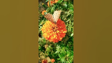 Thumbnail of flowers and butterflies #love#shortsvideo#relaxing#music