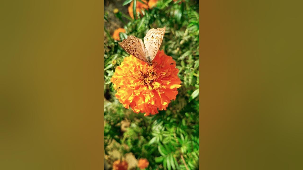 flowers and butterflies #love#shortsvideo#relaxing#music
