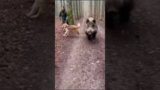 The Boar Charged Straight at the Camera