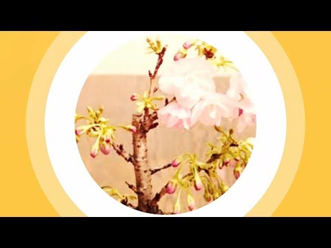 วีดีโอ: บอนไซซากุระ: วิธีการปลูกบอนไซจากเมล็ดซากุระญี่ปุ่นที่บ้าน? ปลูกต้นไม้ในดินอะไรดีกว่ากัน? ดูแลอย่างไรให้ถูกวิธี?