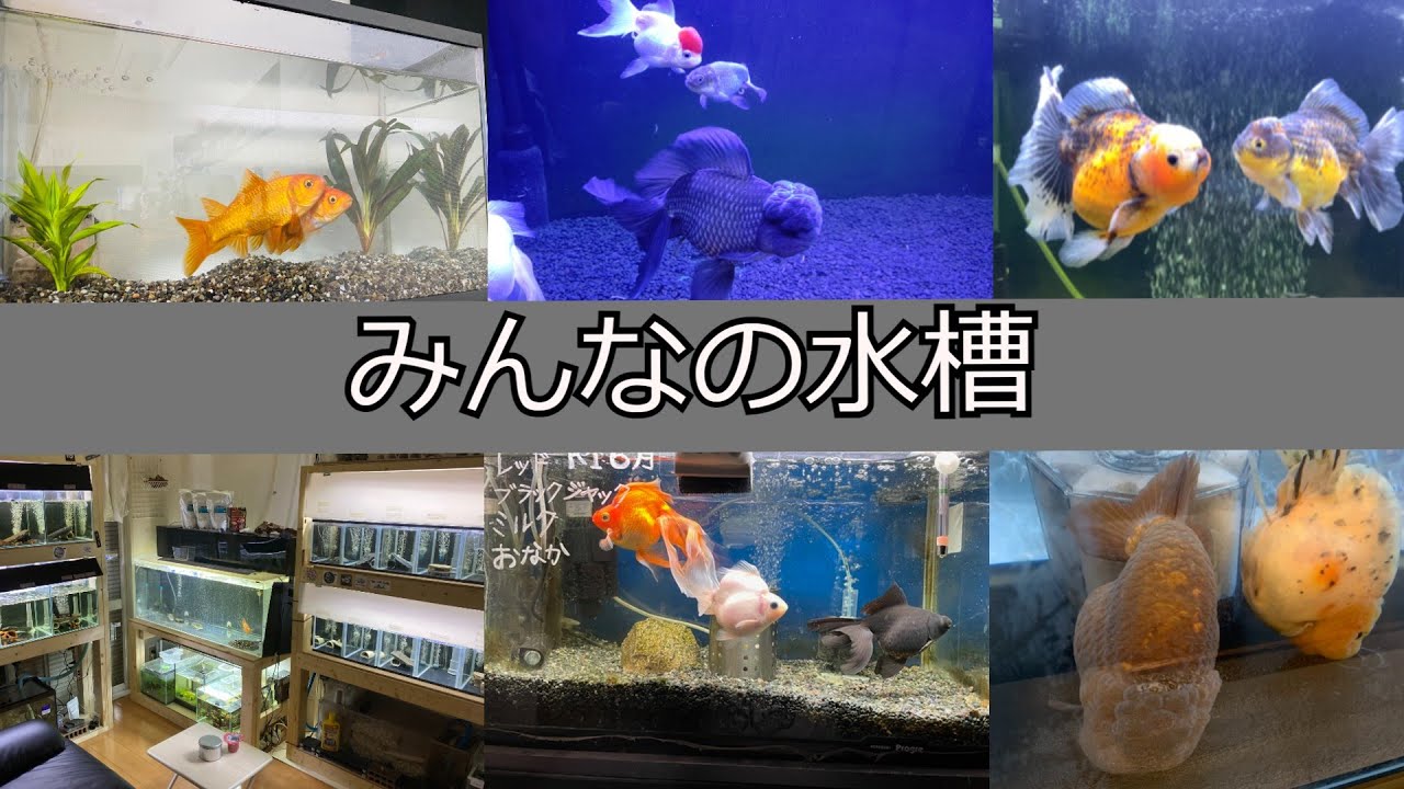 世の中にはヤバい金魚を飼ってる人がたくさん居た みんなの水槽 Youtube