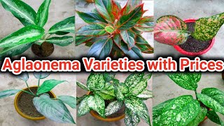 Aglaonema Varieties with Prices || Collection of My Aglaonema Plants || Poojas Garden