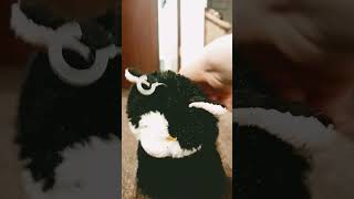Alphabet Lore F meet Maxwell the cat