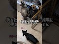 あそぼー！に応えてもらえず泣きながら去る#ミニピン #ミニチュアピンシャー #ねこ #ねこけん出身 #ラグドール#犬と猫のいる暮らし