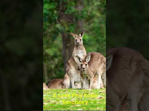 Video: 11 Suosituimmat nähtävyydet Brisbanessa