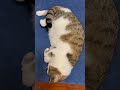猫ちゃんマンチはずっとずっとこれからも元気で、ずっとずっと私と一緒にいてくれます