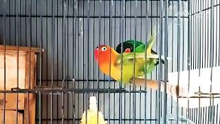 SUARA LOVEBIRD KAWIN AMPUH UNTUK PANCINGAN LOVEBIRD AGAR CEPAT BIRAHI