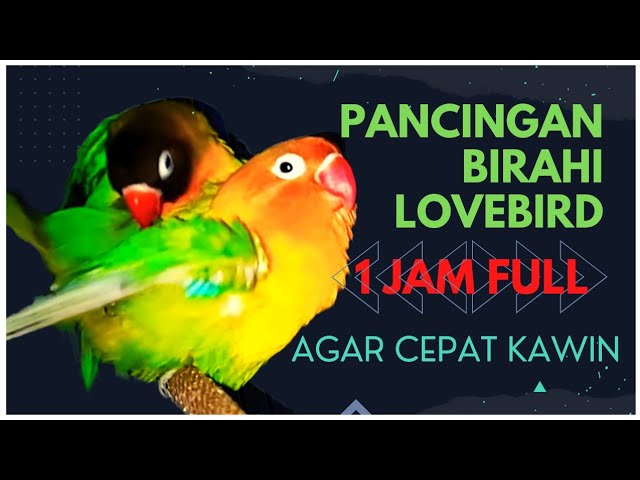 SUARA LOVEBIRD KAWIN AMPUH UNTUK PANCINGAN LOVEBIRD AGAR CEPAT BIRAHI class=