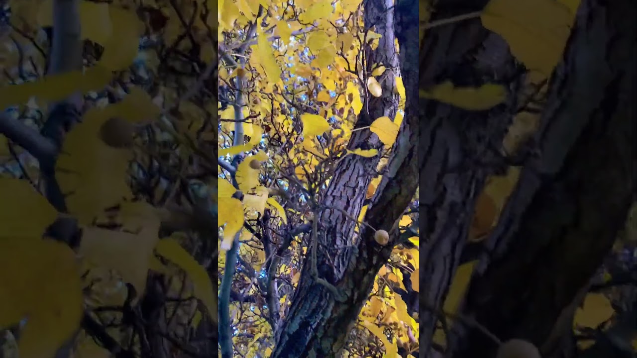 NATURE WALKS ARE GOOD FOR THE SOUL 🌱 