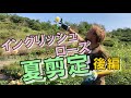 【夏剪定】30L大きめの鉢のイングリッシュローズ夏剪定！
