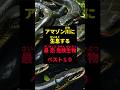 アマゾン川に生息する「最恐危険生物」ベスト10#shorts