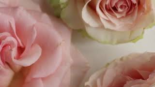Flower Intro | Logo Animation Videos | DI Logo Animation Agency