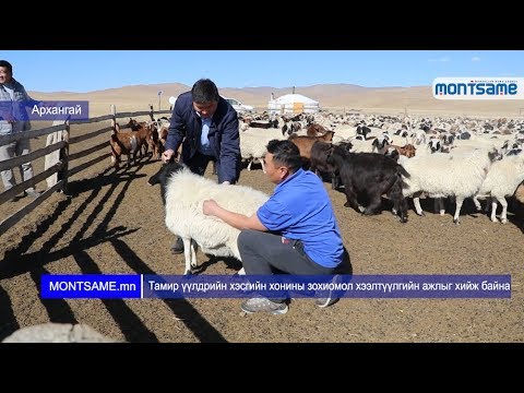 Видео: Үндэсний хонины өдрийг тэмдэглэж байх үед холимог үүлдрийн эрүүл мэндийн домгийг арилгах